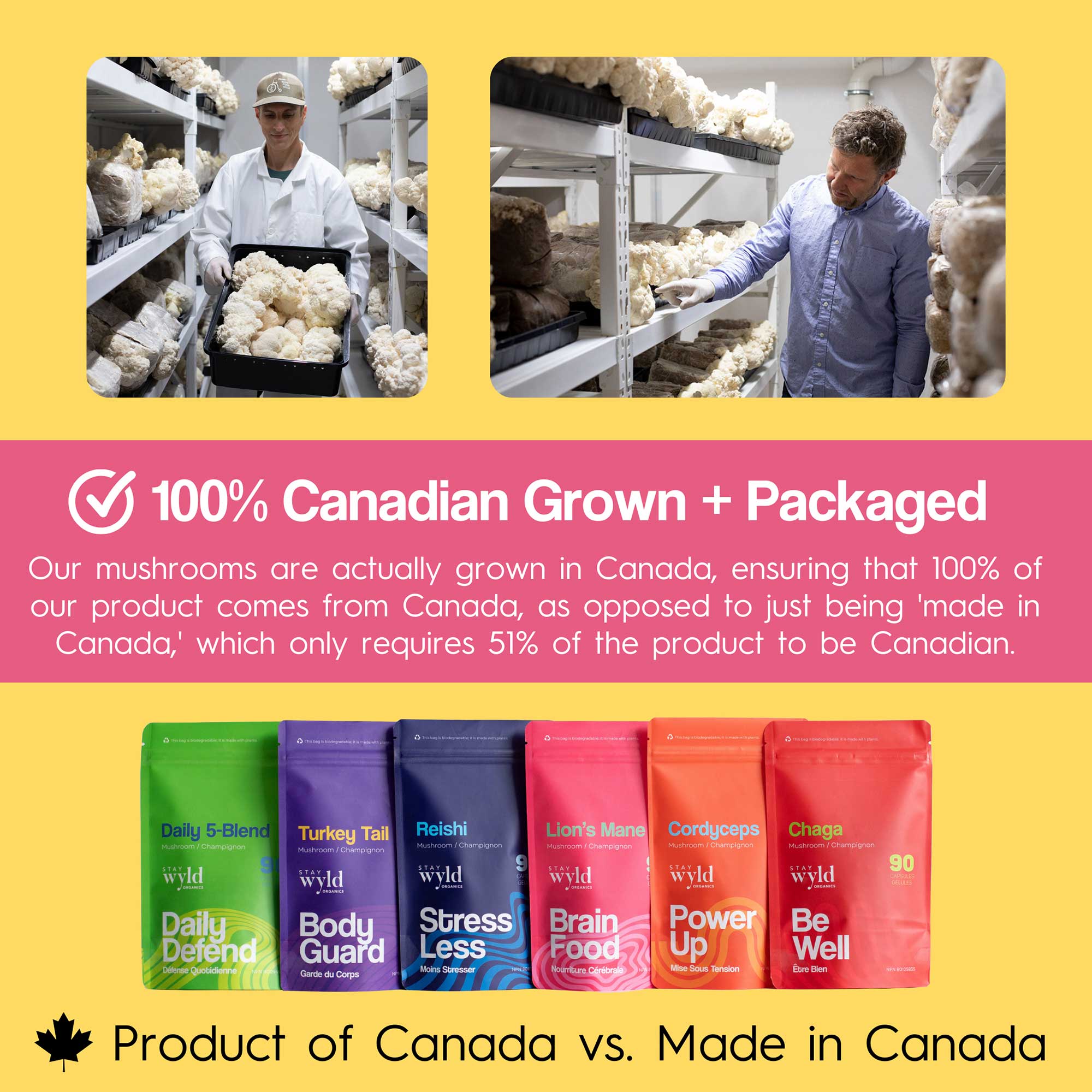 Lion's Mane Mushroom Capsules